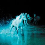 2018-07-24-cavalia