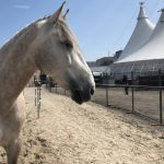 2018-08-05-cavalia-cheval