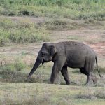 2018-08-06-elephantnature