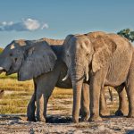 2018-08-08-2elephants-nature