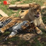 2018-08-09-tigrelionne-trets