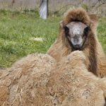 2019-01-02-chameaux