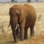 2019-02-18-elephant-nature