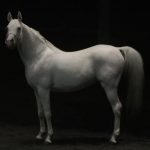 2019-03-05-cheval-argentin-blanc-zingaro