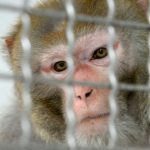 2019-03-14-singe-cage-refuge