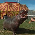 2019-03-17-hippopotame-cirque-muller