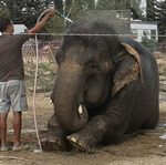 2019-08-29-elephant-medrano-exterieur-douche