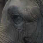 2019-10-26-elephante-retraitee-ramba