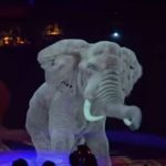 2019-07-06-elephant-numerique-roncalli