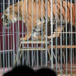 2019-11-10-tigre-en-cage-medrano-0