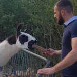 2020-04-22-cirque-prein-lama-carotte
