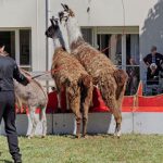 2020-05-20-lamas-exterieur-zavatta-pandemie