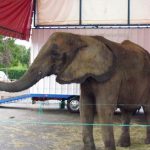 2020-07-10-elephant-fond-roulotte-cirque