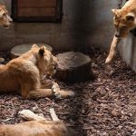 2020-07-11-lionnes-pas-de-calais
