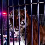 2020-07-29-tigre-cage-piste