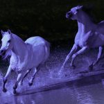 2020-09-18-odysseo-cavalia-deux-chevaux-blancs-eclairage-mauve-cgetty-images-lintao-zhang