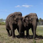 2020-09-26-couple-elephants-retraites-ringling