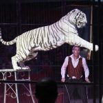 2020-09-29-tigre-blanc-dompteur-oleg-balutel