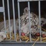 2021-01-26-bebe-tigre-blanc-dans-cage-c-midi-libre-jean-francois-gallier