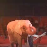 2021-10-26-elephant-et-son-dompteur-c-capture-video-brut-france-televisions