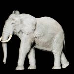 2021-11-16-elephant-numerique-hologramme-c-ecocirque-aj-bouglione