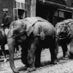 2022-11-21-elephants-parade-cirque-vers-1910-c-musee-mccord