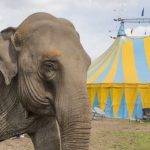 2024_07_31 Éléphant et chapiteau_Egon Zitter Shutterstock