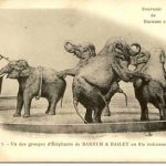 2024_10_03 Barnum 5 éléphants vieille photo ou dessin_Société d'Histoire de Fougères