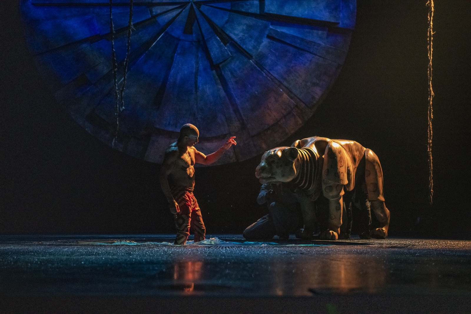 2025_06_18-Luzia-03_cougar-et-sangliste-AnneColliard-4706.jpg