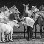 2025_06_30 Jean-François Pignon et chevaux noir et blanc_Annemarie Ledoux