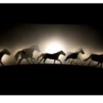 2025_07_14 silhouettes Chevaux Voyageurs_Zingaro Bartabasà