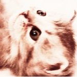 2026_04_21 ti minou Chat Bleu 20 20 20 avril